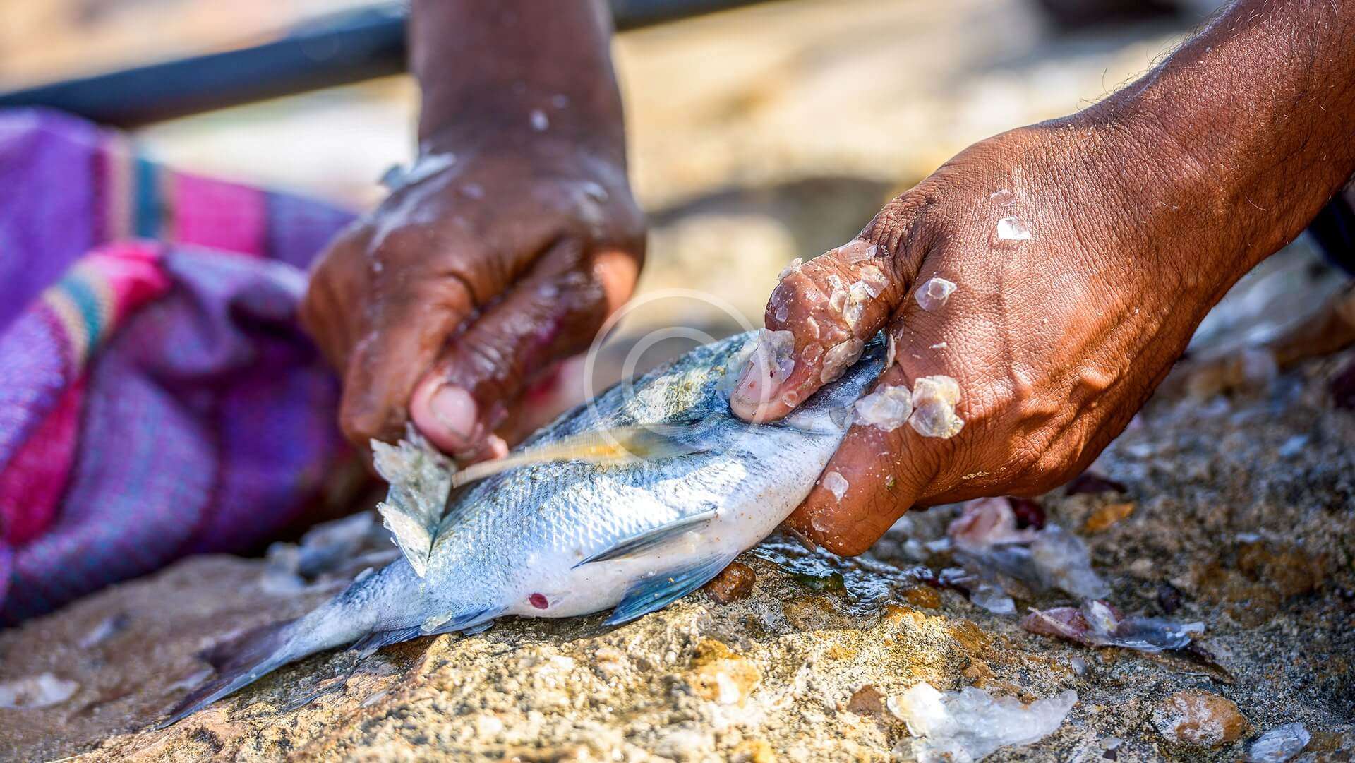 Sul portale Hello Green le startup di Green Jobs promosse da InVento Lab e Ja Italia